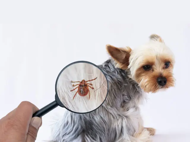 害獣駆除の消毒 ペット虫刺され